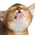 manuka honey for cats