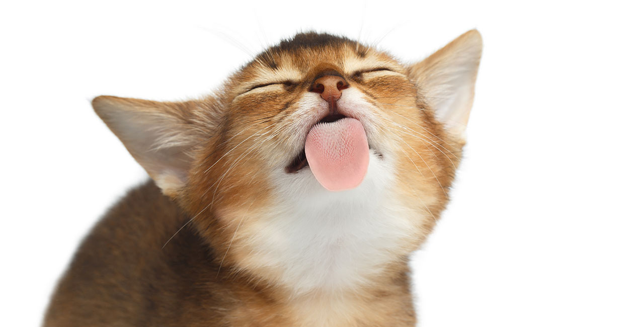 manuka honey for cats