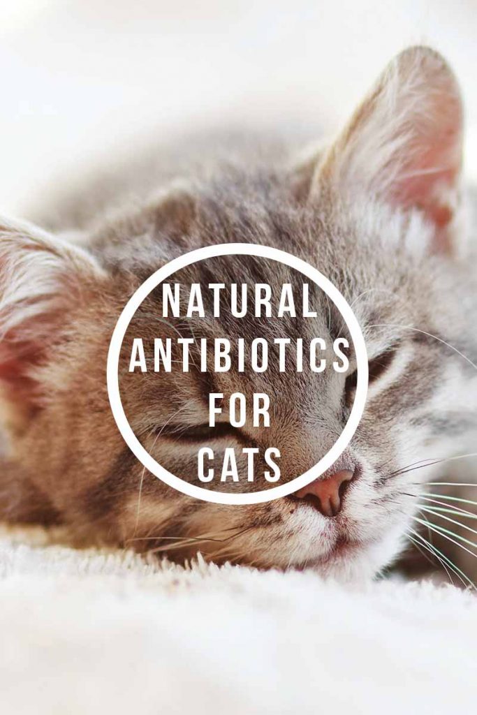 Natural Antibiotics For Cats What Are They And Do They Work?