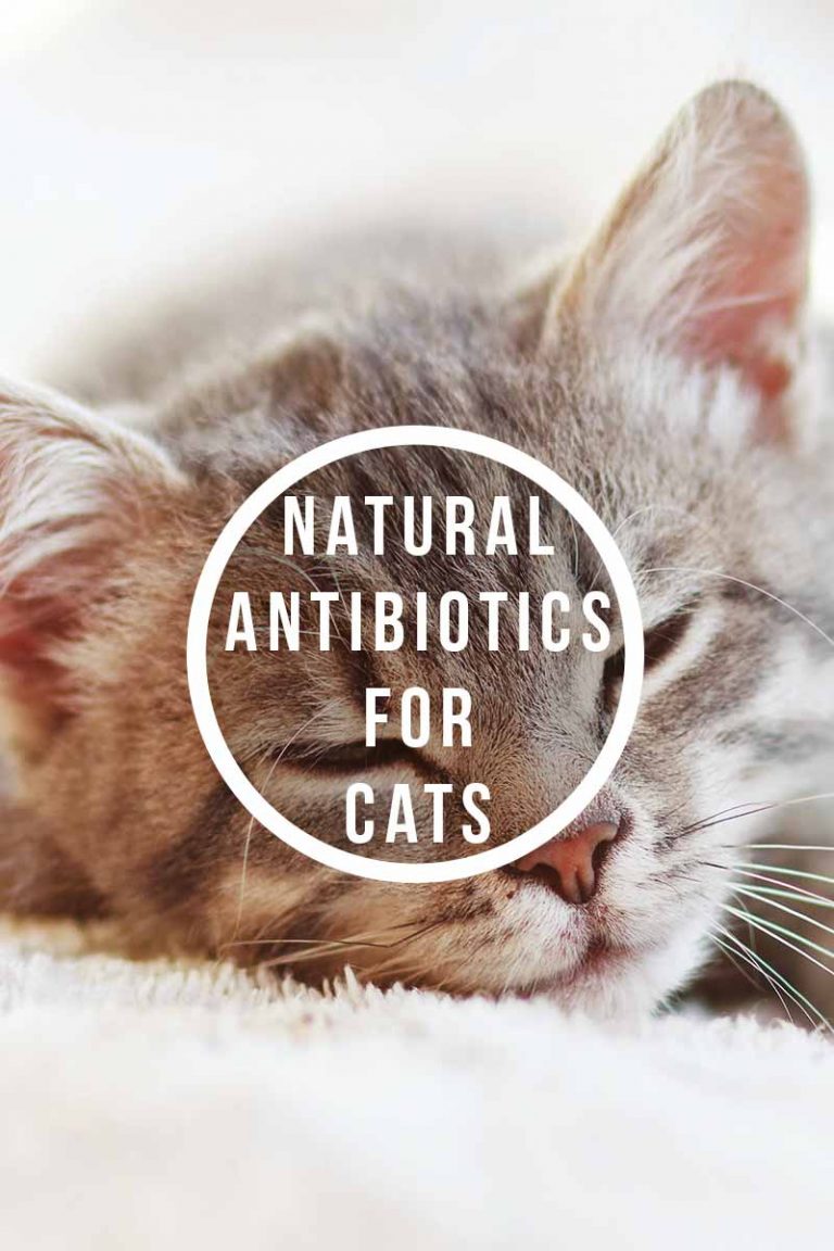 Natural Antibiotics For Cats What Are They And Do They Work?
