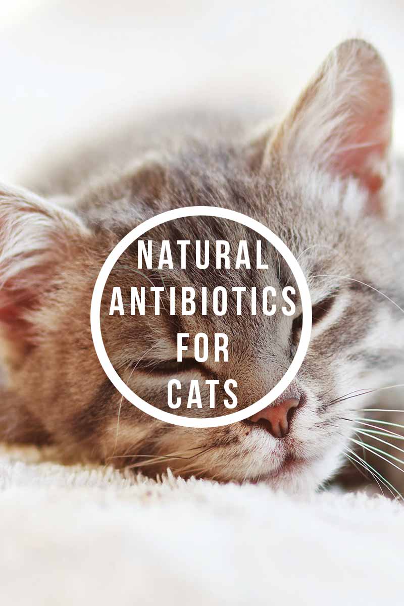 Natural Antibiotic for Pets Immune System Booster for Dogs, Kennel
