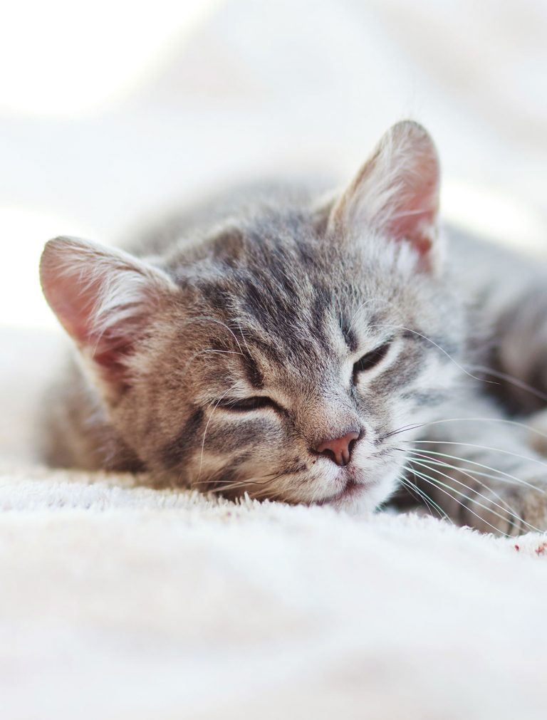 Natural Antibiotics For Cats What Are They And Do They Work?