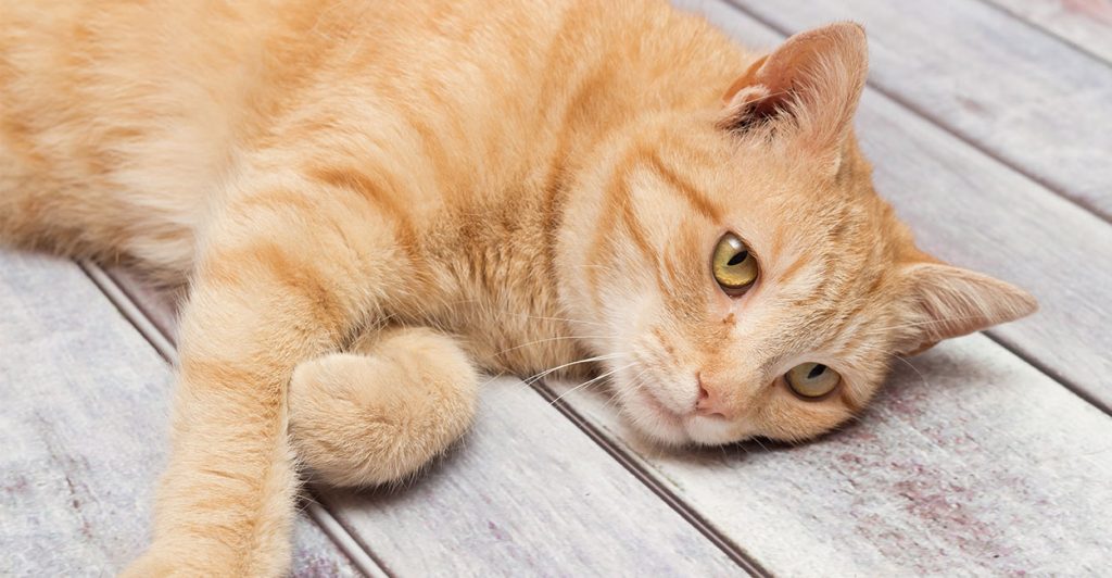 Natural Antibiotics For Cats What Are They And Do They Work?