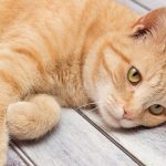 natural antibiotics for cats