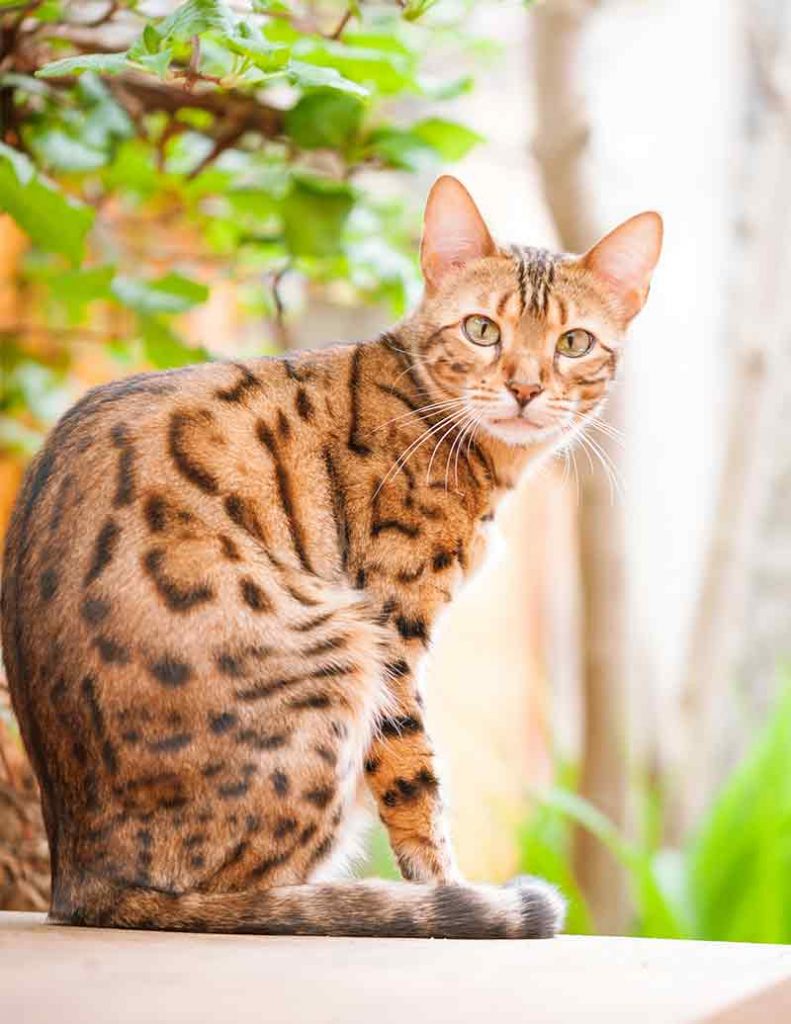 Is Neem Oil For Cats Really Effective?