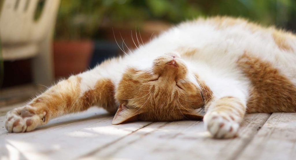 Is Neem Oil For Cats Really Effective?