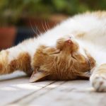 neem oil for cats