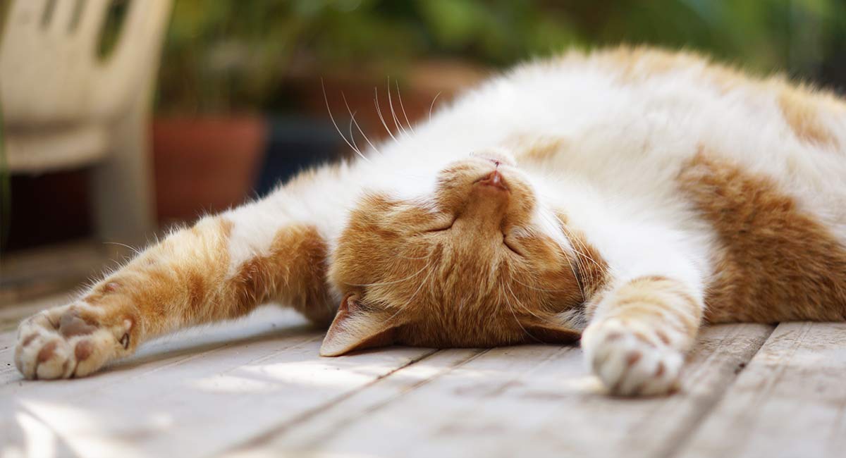 neem oil for cats