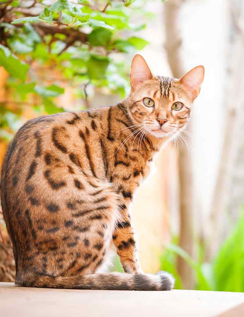 neem oil for cats