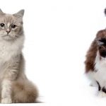 ragdoll vs ragamuffin