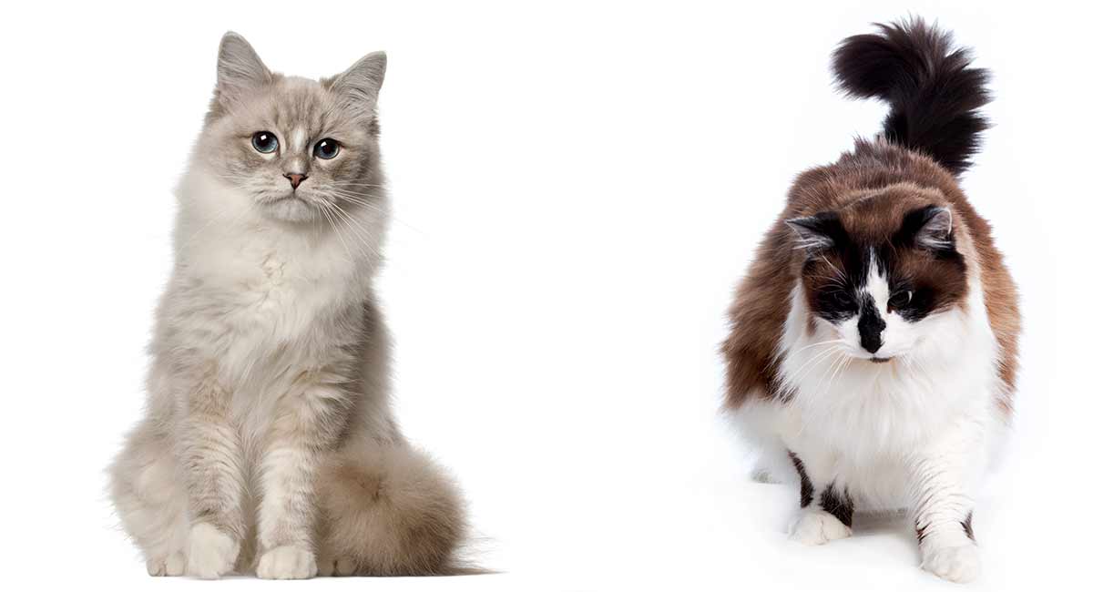 Difference between Ragdoll And Ragamuffin  