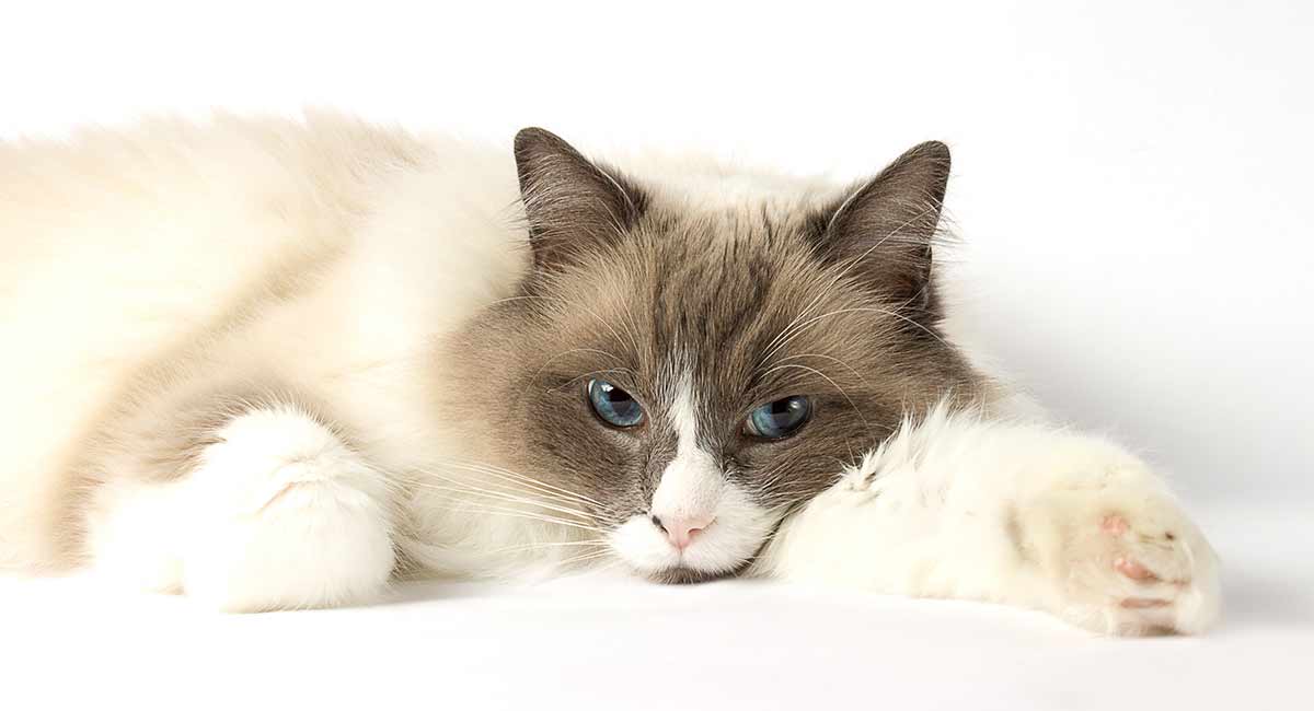 ragdoll cat temperament