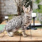 savannah cat temperament