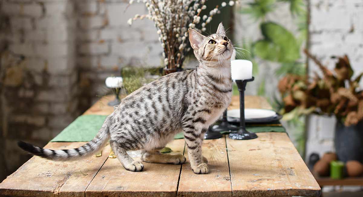 about savannah cats