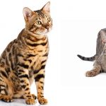 savannah cat vs bengal