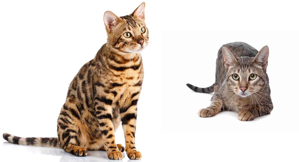 Savannah Cat vs Bengal - Which Wild Hybrid is Right For You?