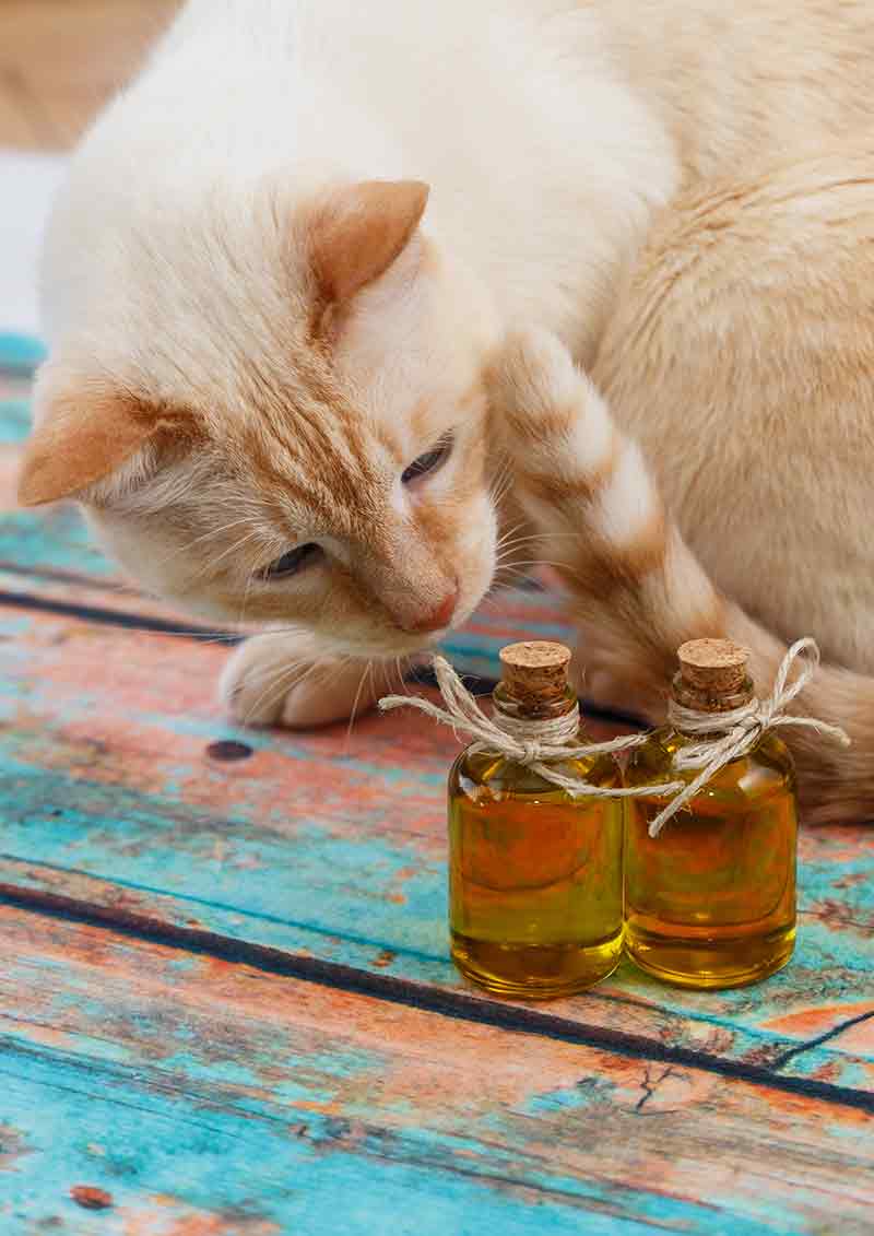 Tea Tree Oil For Cats Understanding The Risks And Using It Safely