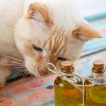 tea tree oil for cats