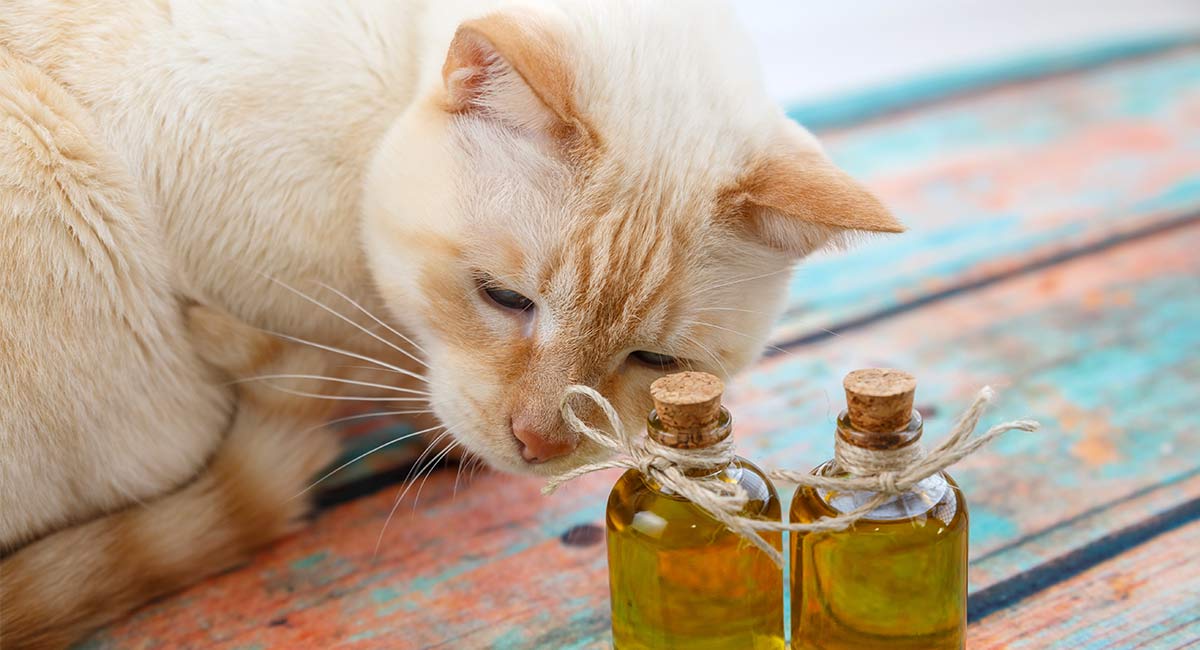 tea tree oil for cats