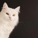 turkish angora cat