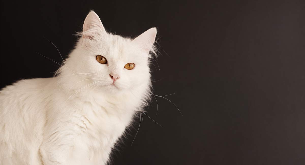 angora cat orange