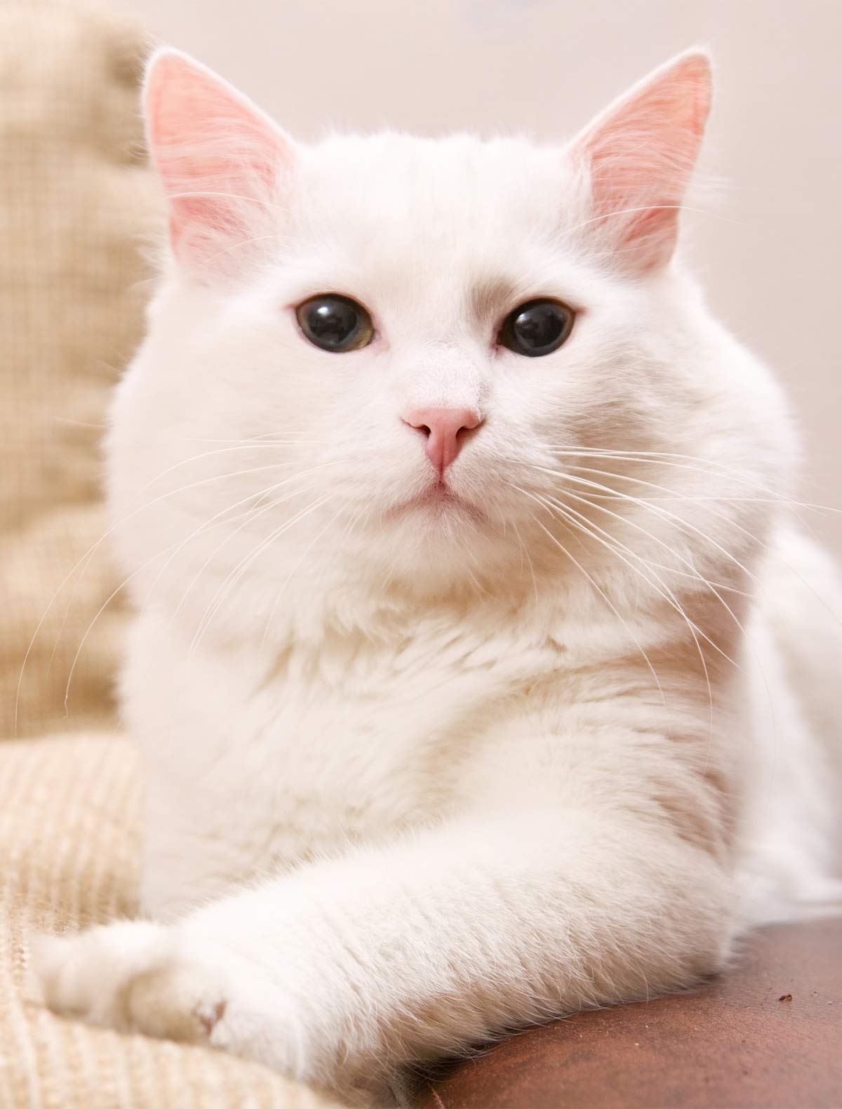 turkish angora cat