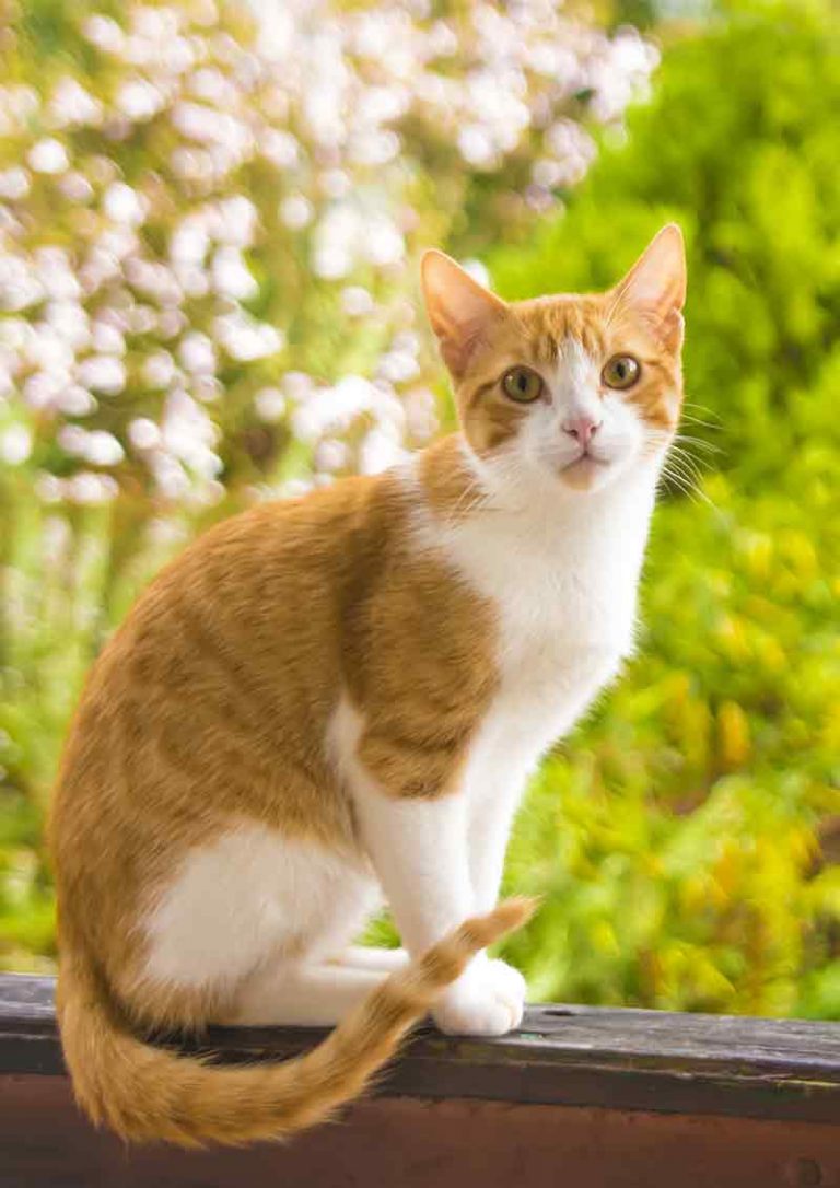 What Do Cats Like? 20 Ways To Make A Cat Happy!