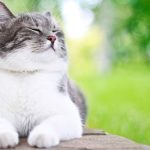 what do cats like?
