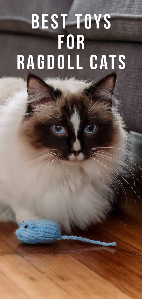 Best Toys For Ragdoll Cats