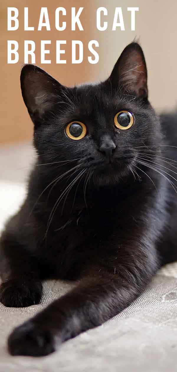 Black Cat Breeds - Which Ones Make The Best Pets?