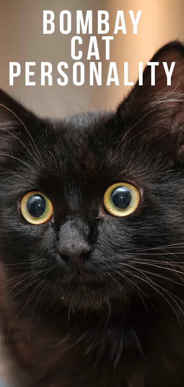 Bombay Cat Personality - How Will Your Black Beauty Behave?