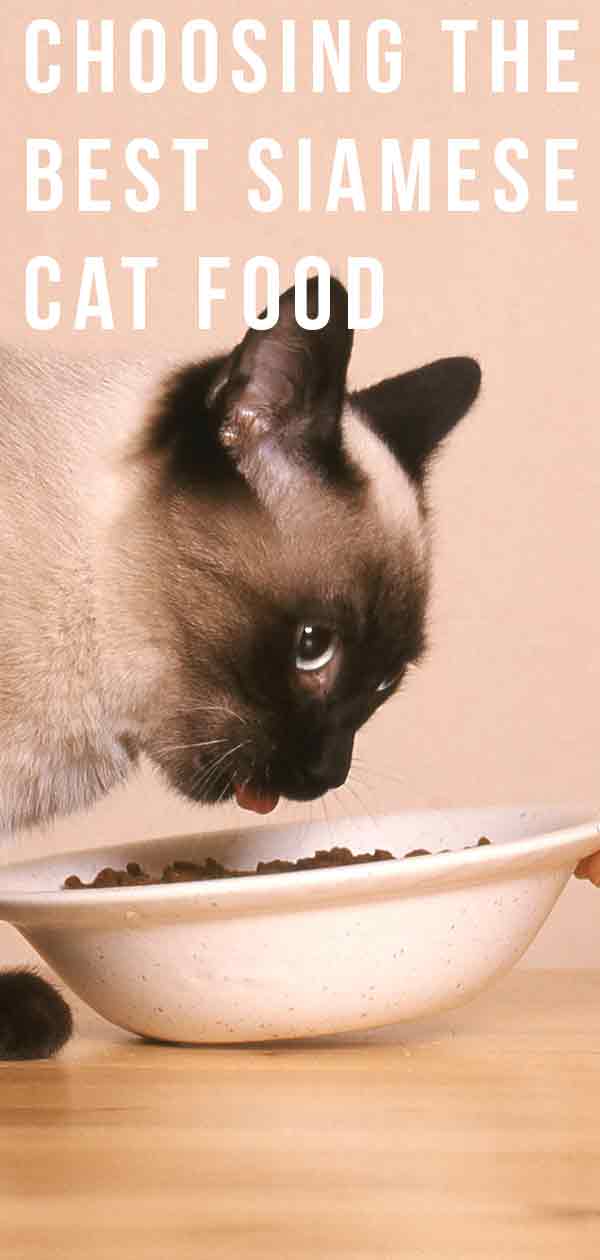 Choosing The Best Siamese Cat Food