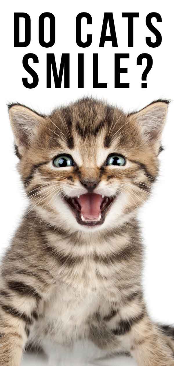 Do Cats Smile? …And How To Spot A Happy Cat