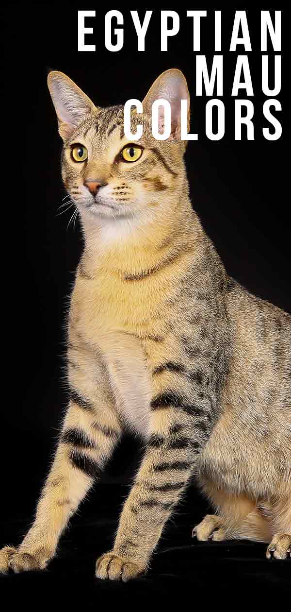 Egyptian Mau Colors - From Silver To Bronze, The Patterns and Shades
