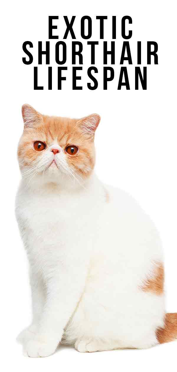 Exotic Shorthair Lifespan and Health Problems.
