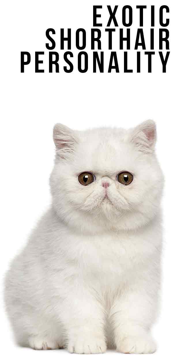 Exotic Shorthair Personality - Are They As Grumpy As They Look?