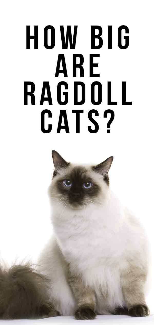 Ragdoll Weight Chart