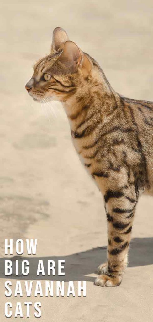 How Big Are Savannah Cats - Your Serval Mix Size Guide
