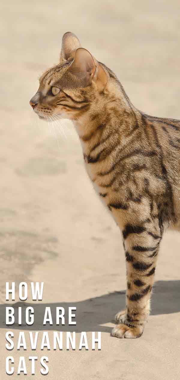 How Big Are Savannah Cats