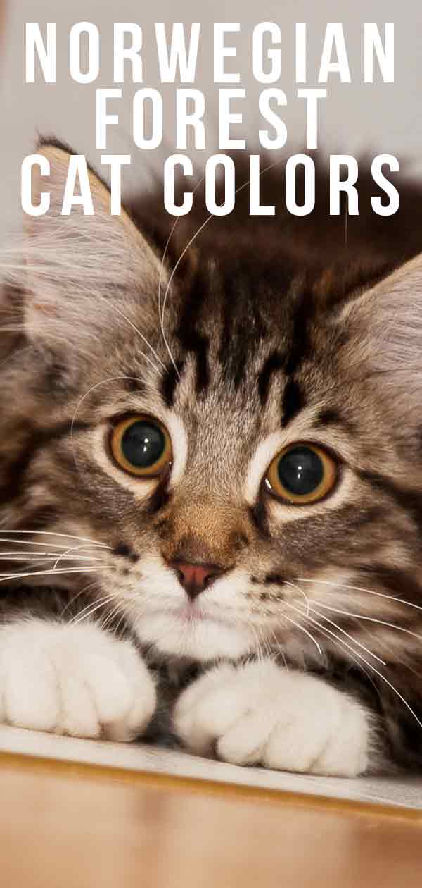 Norwegian Forest Cat Colors – An Amazing Array of Beautiful Shades