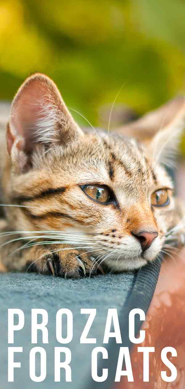 Prozac For Cats - Would Your Cat Feel The Benefits?