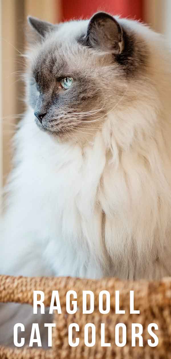 Ragdoll Cat Colors