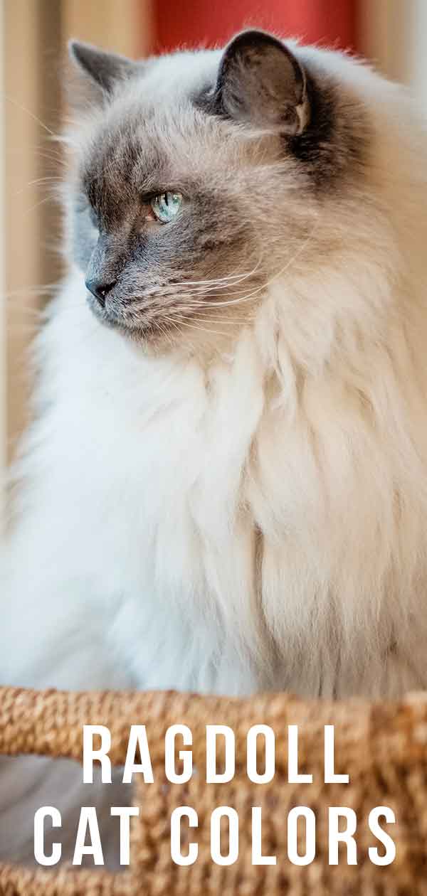 Himalayan Cat Colors Chart