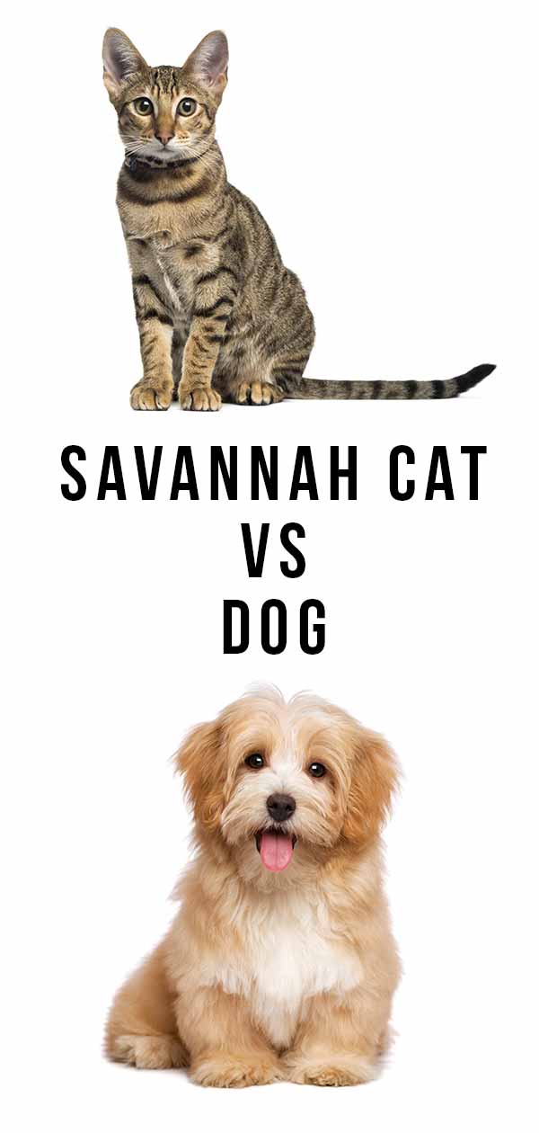 Savannah Cat Vs Dog