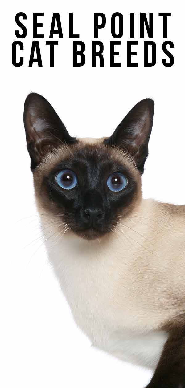 Seal Point Cat Breeds – The Amazing Markings and Shades
