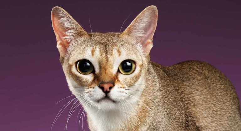 singapura cat