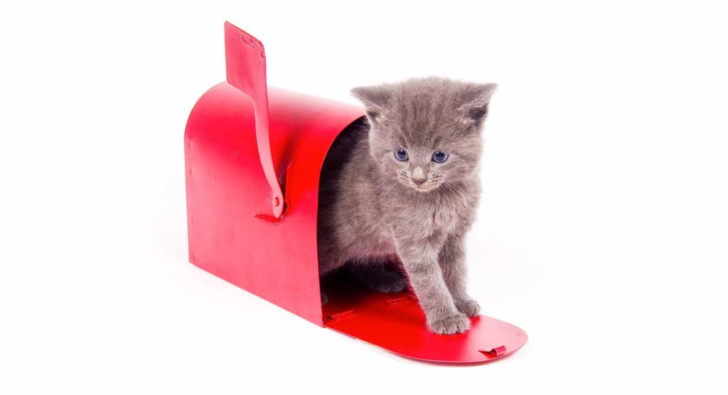 Best Hidden Cat Litter Box Clever Concealment for Cat Toilets Reviewed