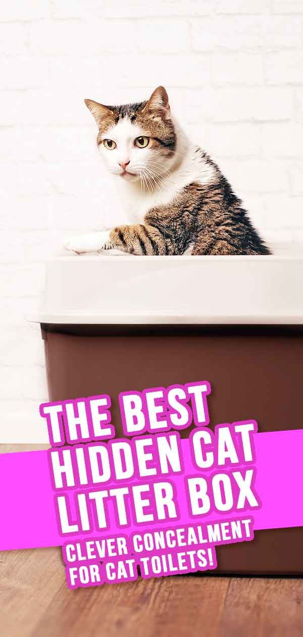 hidden cat litter box