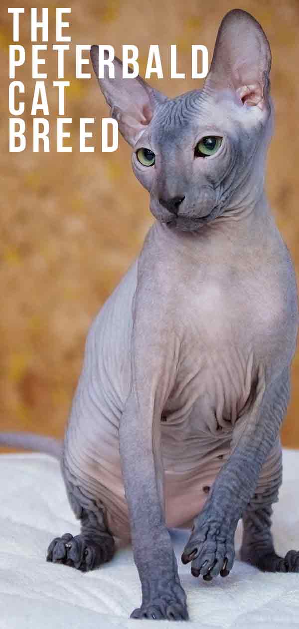 The Peterbald Cat Breed