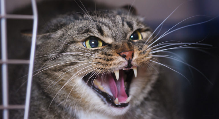 why do cats hiss